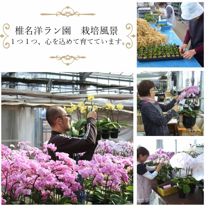 リンリン ランラン 寄せ植え 胡蝶蘭 4.5号 2本立 花 鉢植え 花鉢 鉢花 小さめ 小さい お供え プレゼント ギフト 贈り物 【 敬老の日 祖父 祖母 】 |  | 09