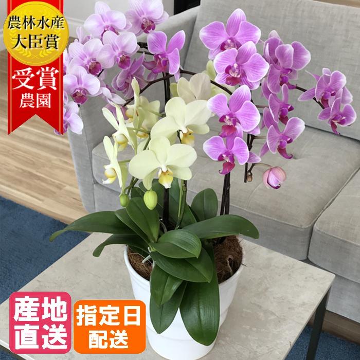 おしゃれ 母の日 ミディ胡蝶蘭 3色mix寄せ 5 5号 3本立 ピンク イエロー 黄色 傘寿 米寿 花 鉢植え ギフト プレゼント 胡蝶蘭