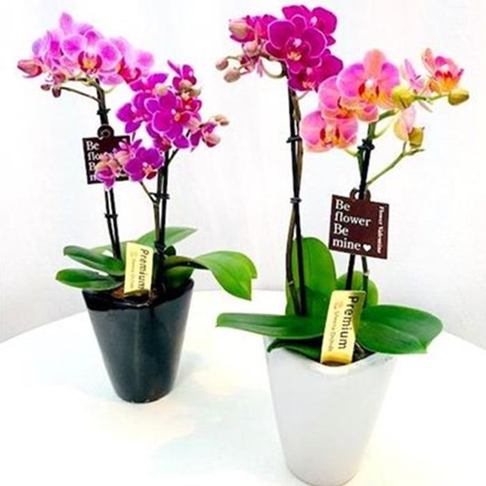マイクロ胡蝶蘭 MIX寄せ 2本立 3号 ピンク イエロー 黄色 花 鉢植え 
