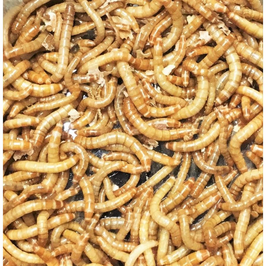 小ミルワーム　500g　送料無料 1.5cm〜2.5cmサイズ  対面受取り・死着補償あり（Yahoo!・HMW）