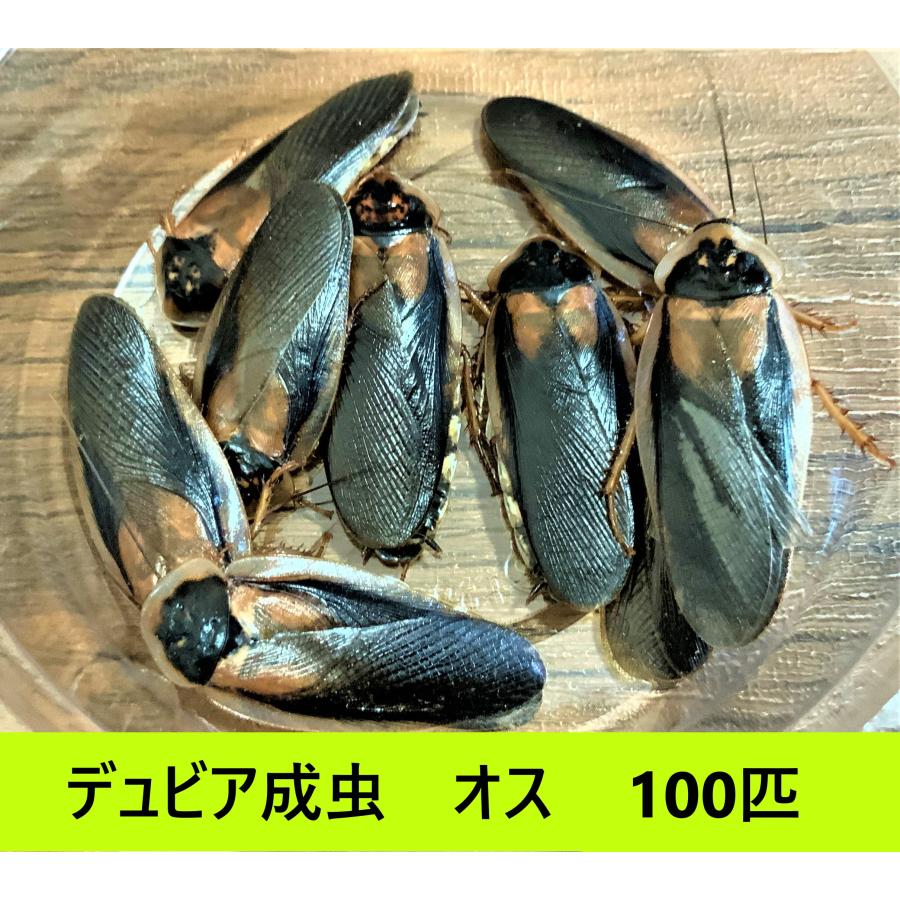 デュビア 成虫オス 【100匹】送料無料(クリックポスト)死着 デュビア 成虫オス 【100匹】送料無料(クリックポスト)死着