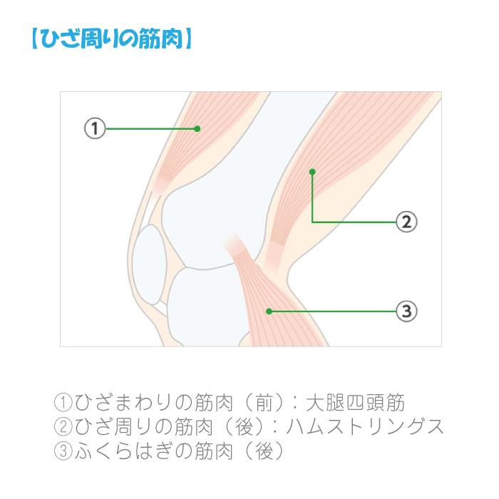 Panasonic - Panasonic ひざトレーナー EU-JLM52S eu-jlm52s-c【可(C)】 概要 ひざトレーナー EU-JLM52S | フィットネス機器 | Panasonic