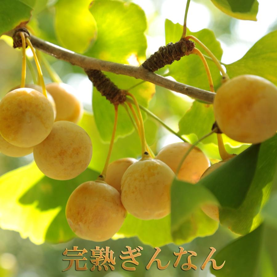 特選 大粒4g越えの 銀杏（藤九郎）約600g 岐阜県産 ぎんなん
