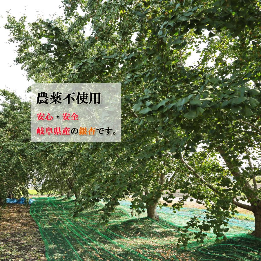 特選 大粒4g越えの 銀杏（藤九郎）約600g 岐阜県産 ぎんなん