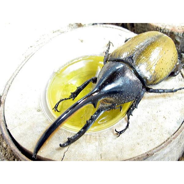 皿木1つ穴 昆虫交尾の場 引き出物
