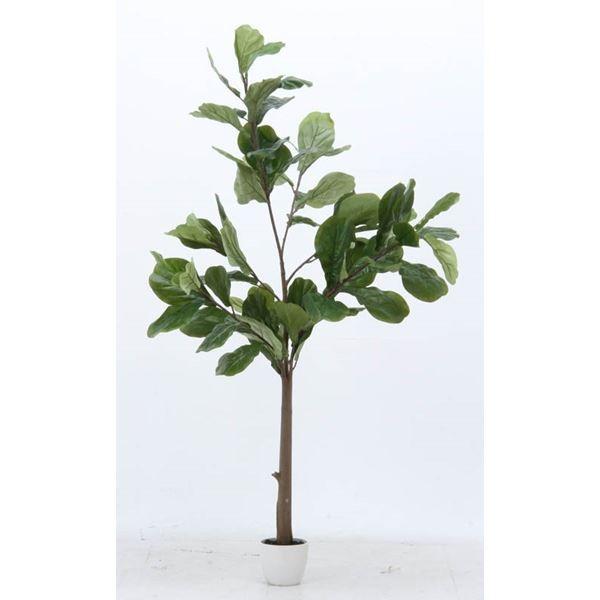 人工観葉植物/インテリアグリーン フィカス カシワバゴム 5号鉢対応 52691 〔リビング 店舗 ショップ お店〕 [▲][TP]