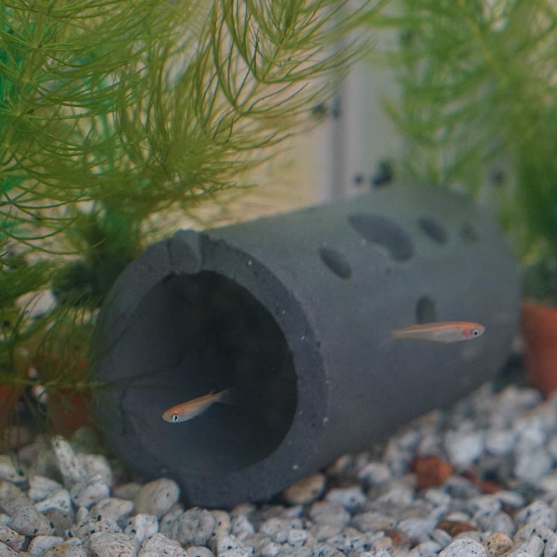 めだかの宿 エンシャント | 