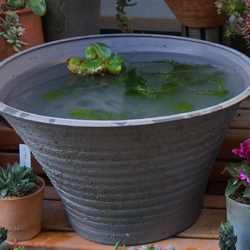 めだかの池18(24L) 手作り エンシャント |  | 01