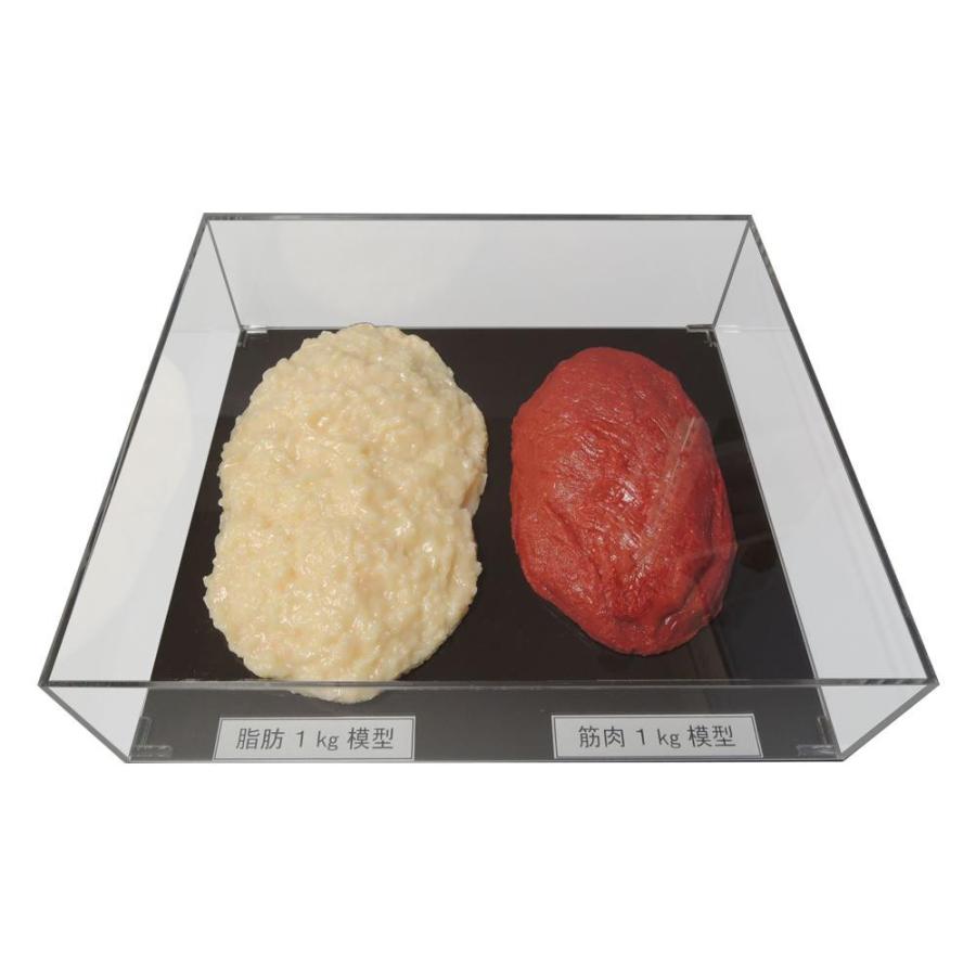 柔らかい 脂肪 筋肉対比セット アクリルケース入 1kg Ip 9 Ll Ab Hohey Shop 通販 Yahoo ショッピング 全国組立設置無料 Www Ladislexia Net