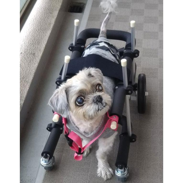 犬用車椅子 歩行器 小型犬用 オーダーメイド 4輪 室内 歩行補助 老犬 介助 運動 リハビリ 加齢 寝たきり 介護