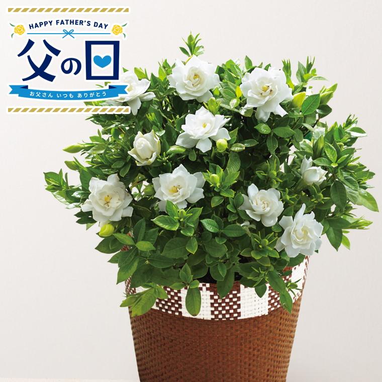 父の日 鉢植え カーネーション以外 父の日専用 ガーデニア鉢植え