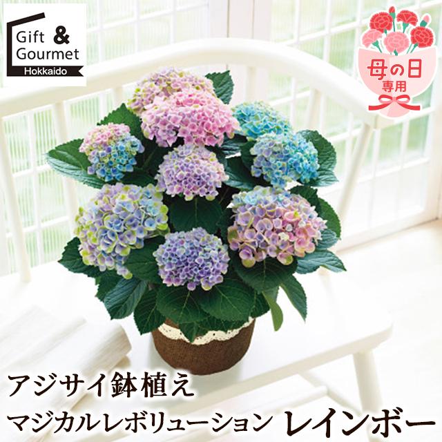 母の日 花 鉢植え ギフト プレゼント 2026 アジサイ鉢植え マジカル