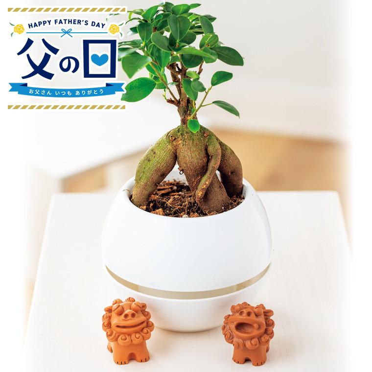 ガジュマル シーサー 丸鉢5号鉢 ガジュマル 5号鉢苗 小さい