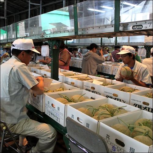 夕張メロン 訳あり (共撰 2玉入約2.6kg) / メロン 北海道 お取り寄せ 2kg ２ｋｇ ２玉 訳有り お得 自宅用 産 赤肉メロン 果物 フルーツ 人気 高級 [wakem] |  | 04