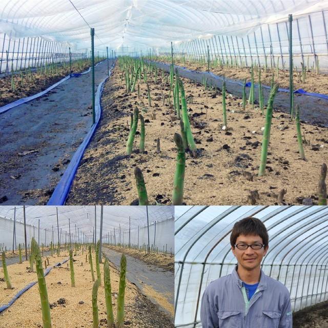 予約受付中 北海道 アスパラ ギフト 送料無料 北海道 大空町 松田さんのグリーンアスパラガス ハウス栽培 2lサイズ 500g 500グラム Sg 098 Matsuda Gasupara500g ギフト グルメ北海道 通販 Yahoo ショッピング