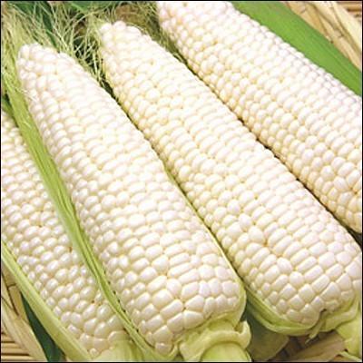 北海道産 とうもろこし 送料無料 ホワイトショコラ ゴールドラッシュ食べ比べ 各5本 ホワイト イエロー 白い トウモロコシ 人気 甘い 高糖度 二種類 Sg Nizyou Ws5 Gold5 ギフト グルメ北海道 通販 Yahoo ショッピング