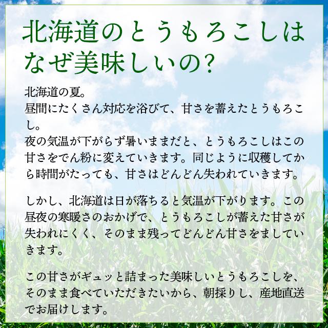 【2024年予約】 北海道 とうもろこし 送料無料 SHIROKUMA SWEET 北海道産 ホワイトコーン 6本 / 産地直送 ピュアホワイト ホワイトショコラ｜hokkaido-gourmation｜04