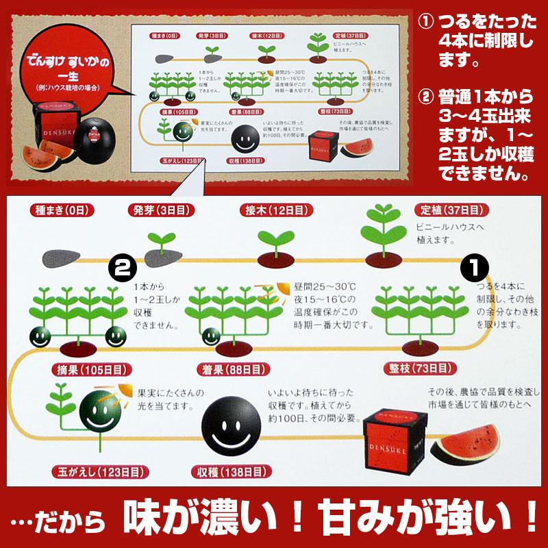 予約】でんすけすいか（秀品）5L／10kg 1玉 通販 スイカ 北海道産 黒