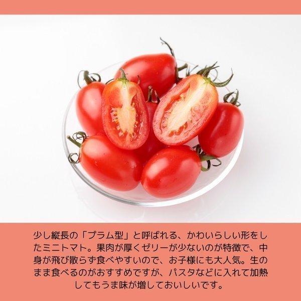 予約】 北海道産 ミニトマト 「アイコ」 900g 夏ギフト 7月下旬より