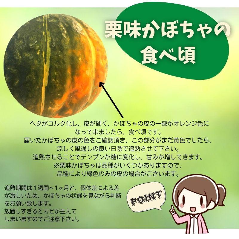 【年内最終】カボチャセット 北海道 栗味 かぼちゃ ２玉〜５玉 合計５kg以上 栗のような味の カボチャ 野菜 北海道産 お取り寄せ 産直 南瓜｜hokkaido-marche｜08