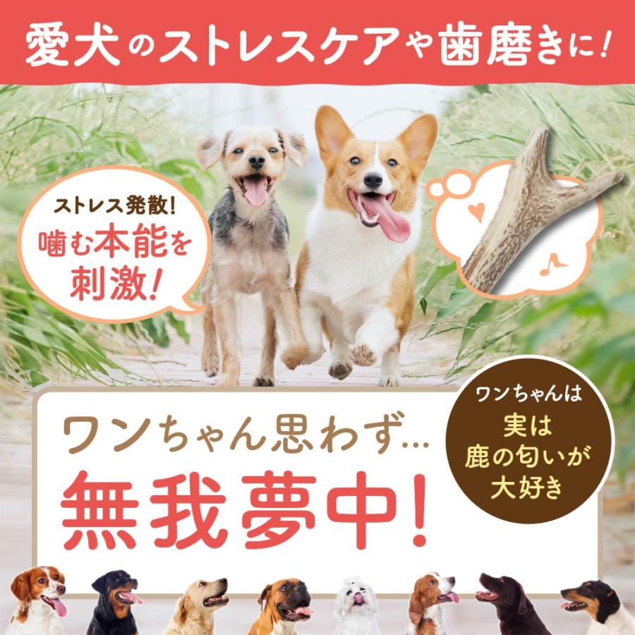 鹿角 犬 エゾシカ 北海道 大サイズ（超大型〜大型犬に）18cm以上