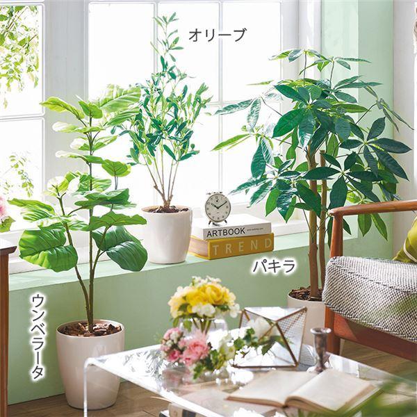 早割クーポン 人工観葉植物 インテリアグリーン ウンベラータ 約52 35 80cm リビング 店舗 ショップ お店 Ds 夢の通販az 通販 Yahoo ショッピング 最終値下げ M Mahdi Net