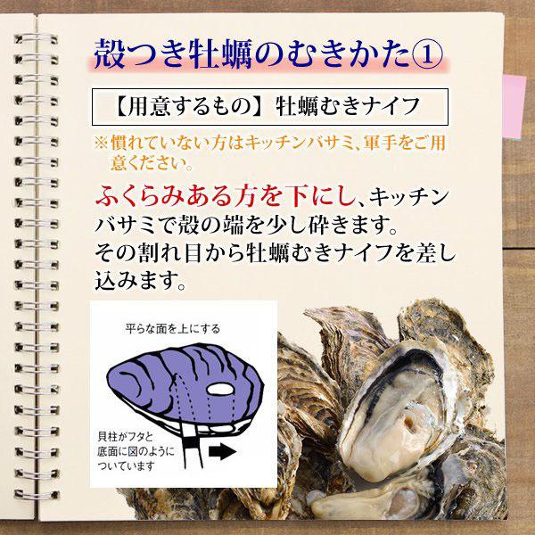 カキ 殻付き 生食用 牡蠣 LLサイズ 15個 北海道 厚岸産 マルえもん お取り寄せグルメ 産直 カキナイフ付き 検査表付き ブランド牡蠣 熨斗 お歳暮 ギフト｜hokkaido-pirika｜13