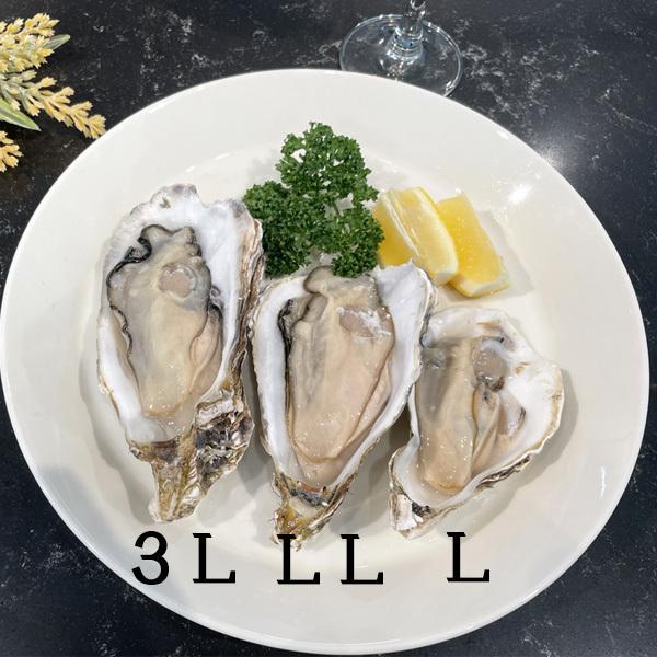 牡蠣 カキ 殻付き 生食用 LLサイズ 20個 3kg 北海道 厚岸産 マル 牡蠣 カキ 殻付き 生食用 LLサイズ 20個 3kg 北海道 厚岸産 マル