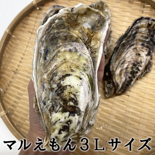 牡蠣 カキ 殻付き 生食用 牡蠣 北海道 厚岸産 マルえもん 3Lサイズ 10個 お取り寄せグルメ カキナイフ付き 検査表付き ブランド牡蠣 熨斗 お歳暮 ギフト｜hokkaido-pirika｜02