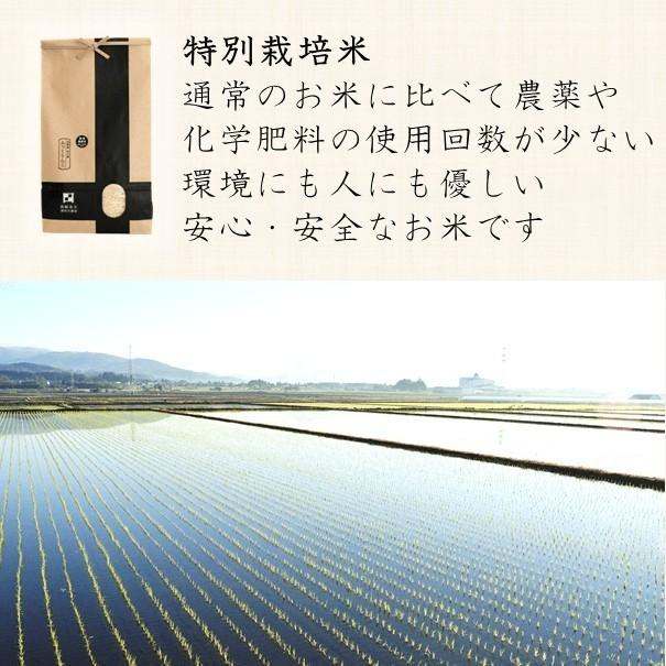 値下げ 米 令和7年 新米 ふっくりんこ 10kg（5kgx2）北海道米 一等米