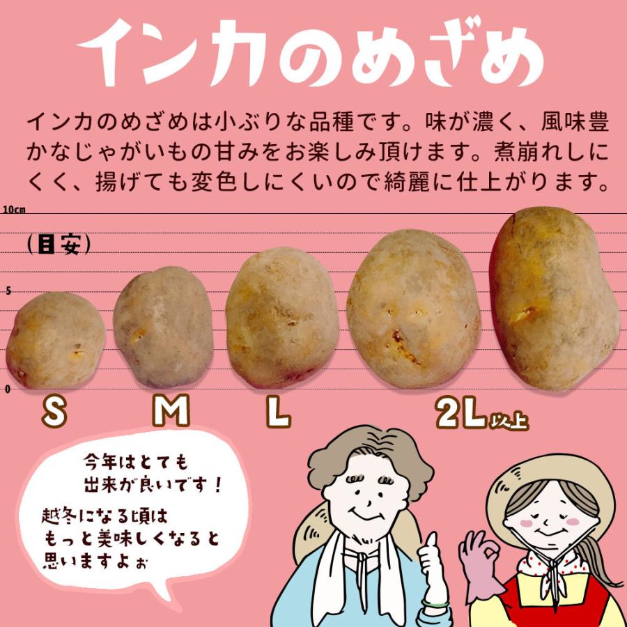 出荷中 北海道産 玉ねぎ 4kg インカのめざめ多め 6kg セット 越冬じゃがいも サイズいろいろ 合計10kg 詰め合わせ 代引き不可 Akivege14 北海道新発見ファクトリー 通販 Yahoo ショッピング