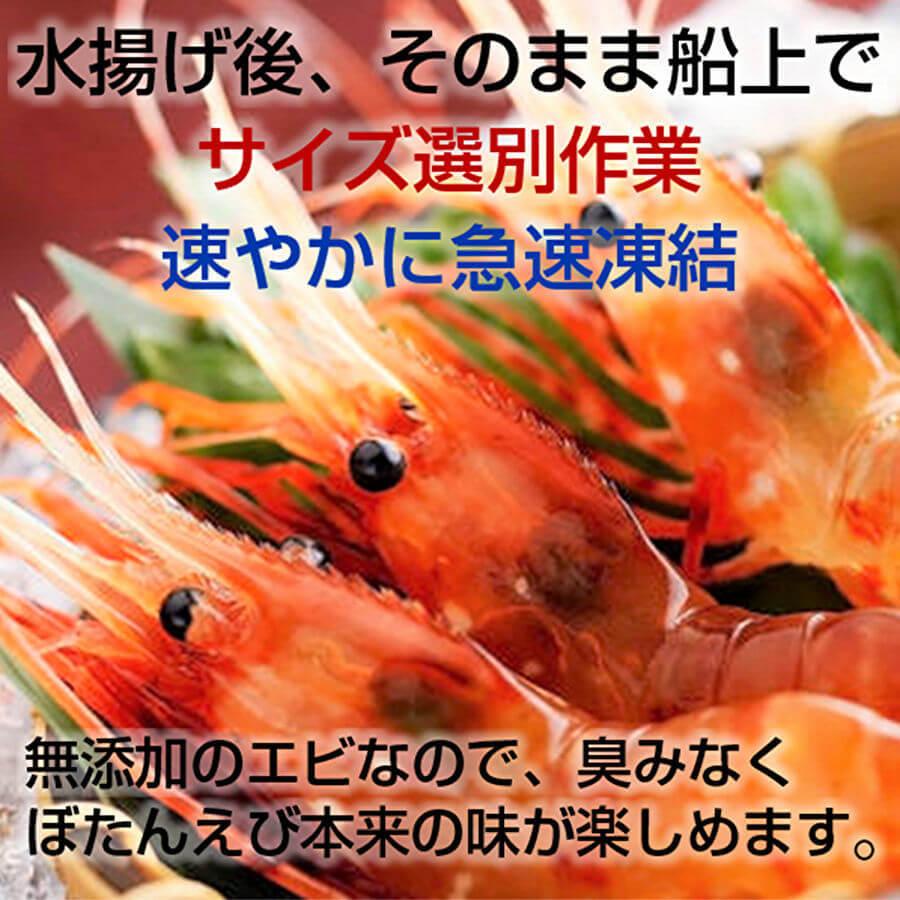 ボタンエビ ボタン海老 牡丹海老 お刺身 用 500g 18尾 前後 えび