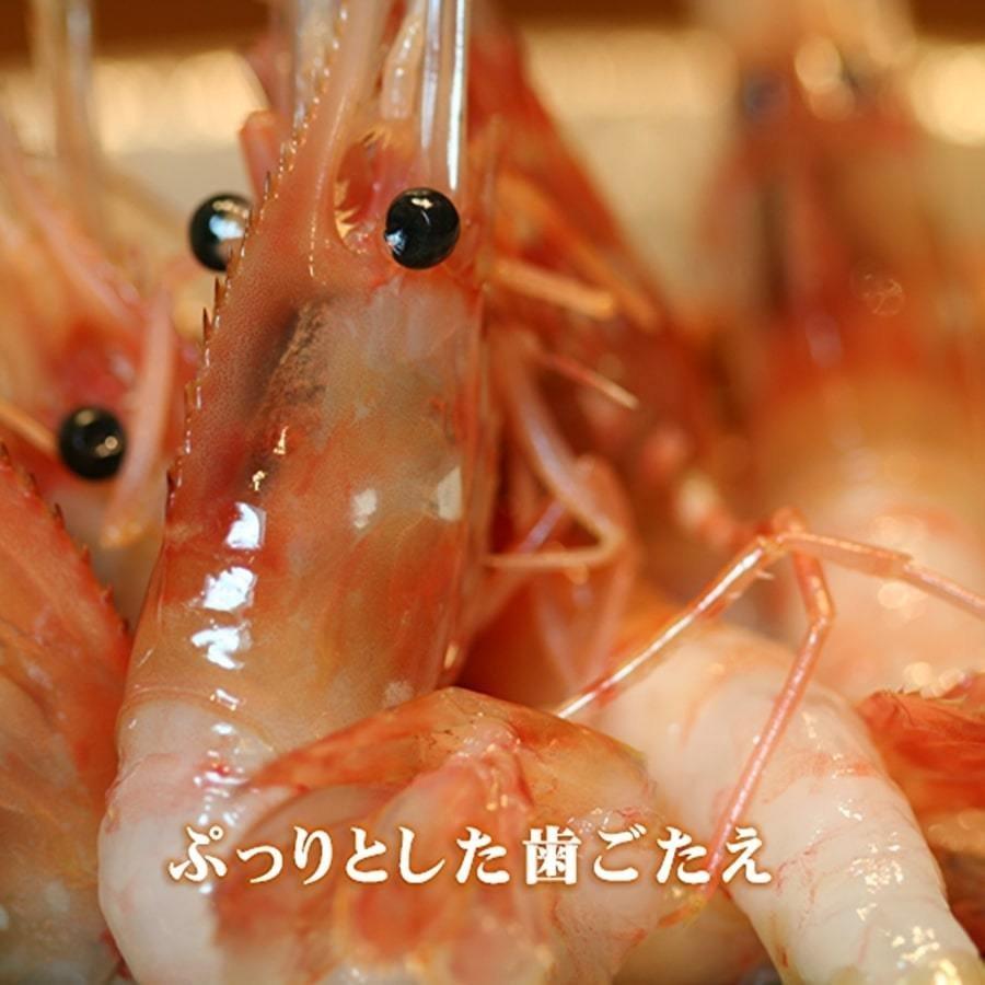 ボタンエビ ボタン海老 牡丹海老 お刺身 用 500g 18尾 前後 えび