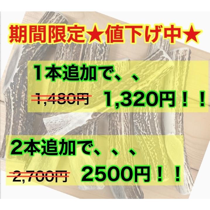 M・鹿の角 Mサイズ 北海道産天然鹿の角1本 切断面滑らか!割って M・鹿の角 Mサイズ 北海道産天然鹿の角1本 切断面滑らか!割って