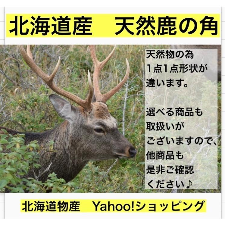 M・鹿の角 Mサイズ 北海道産天然鹿の角1本 切断面滑らか仕上げ！ 中型 