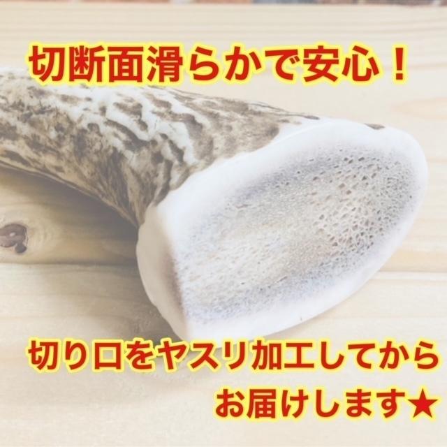 M・鹿の角 Mサイズ 北海道産天然鹿の角1本 切断面滑らか!割って M・鹿の角 Mサイズ 北海道産天然鹿の角1本 切断面滑らか!割って