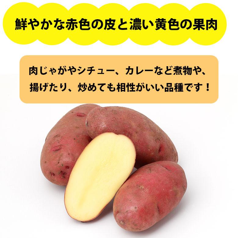 じゃがいも 北海道 レッドムーン 5kg 変わった品種 送料無料 産地直送