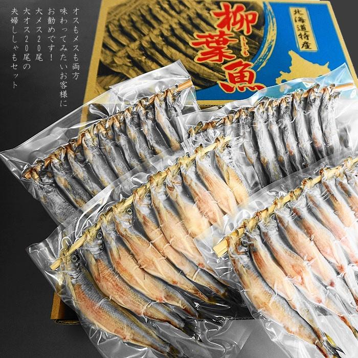 送料無料】北海道（広尾産）ししゃも 大メス20尾 大オス20尾の夫婦