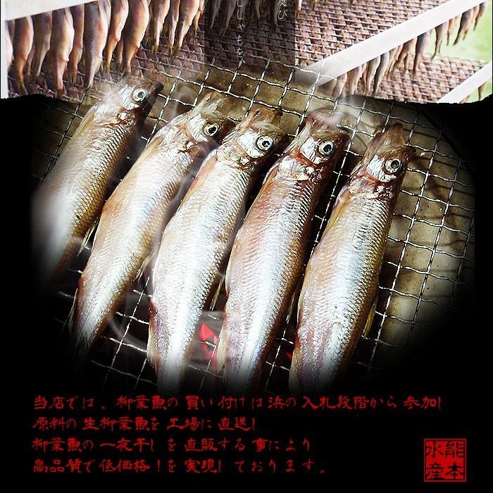 【6頭セット】オオイチモンジ（6メス・北海道産） 送料無料】北海道（広尾産）ししゃも メス特大サイズ20尾（1尾20g〜22g
