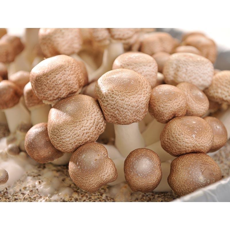 ホクト 【3袋まとめ買い】【国産】 乾燥 アガリクス 150g ×3袋 きのこ