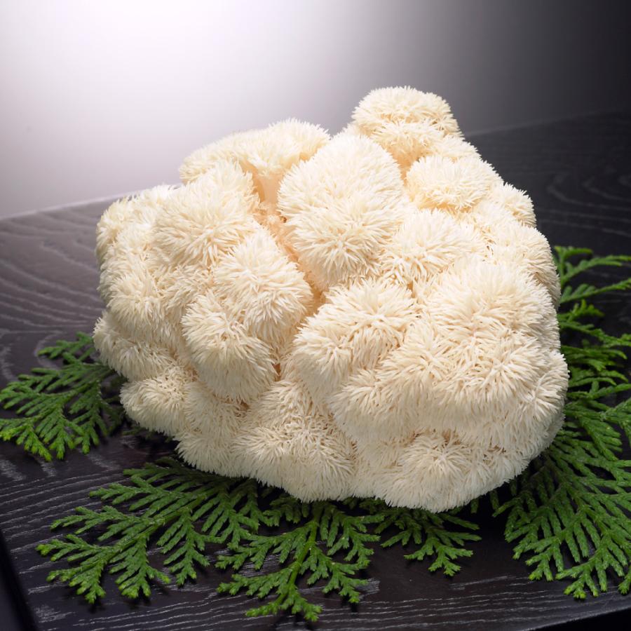 ホクト 3袋 ホクトのヤマブシタケ 記憶の素 サプリメント 山伏茸