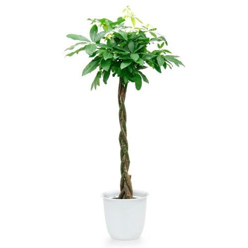 観葉植物 パキラ 中鉢 ８号 鉢皿付き 贈り物 ギフト 贈答 プレゼント 人気のお祝い 会社設立祝い 開店祝い 事務所 オフィス リビング インテリアグリーン Fk51 002 ハッピーワン 通販 Yahoo ショッピング