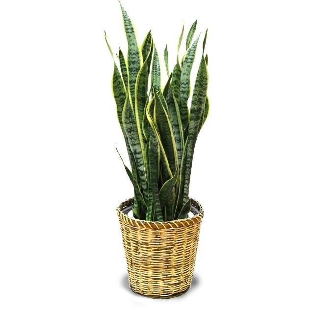 観葉植物 サンスベリア ローレンチ 中鉢（8号） 鉢皿付き 贈り物