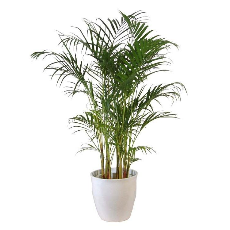観葉植物 アレカヤシ 中鉢 8号 鉢皿付き 贈り物 ギフト 贈答