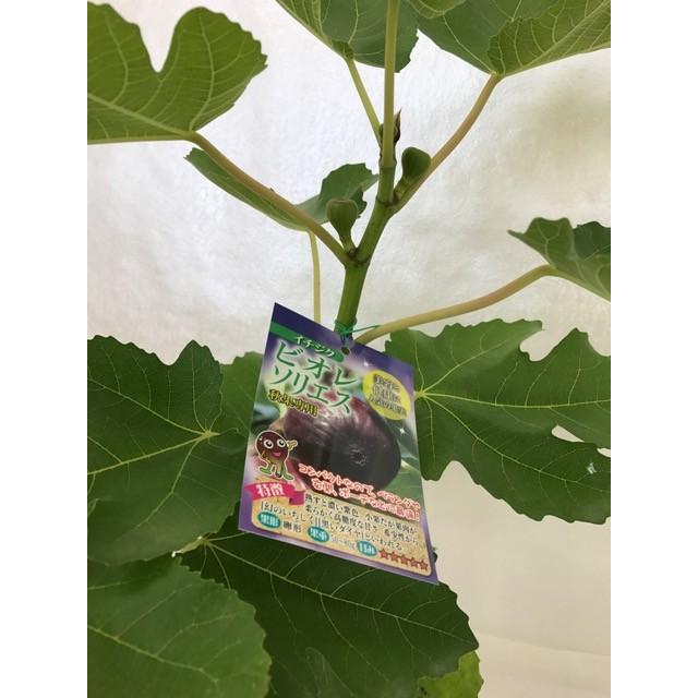 産直！いちじくの鉢植え ビオレソリエス 黒いちじく 特A （1鉢1個口毎