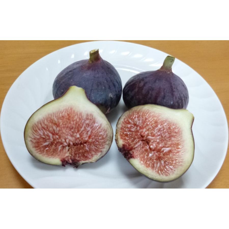 産直！いちじくの鉢植え ビオレソリエス 黒いちじく 特A （1鉢1個口毎
