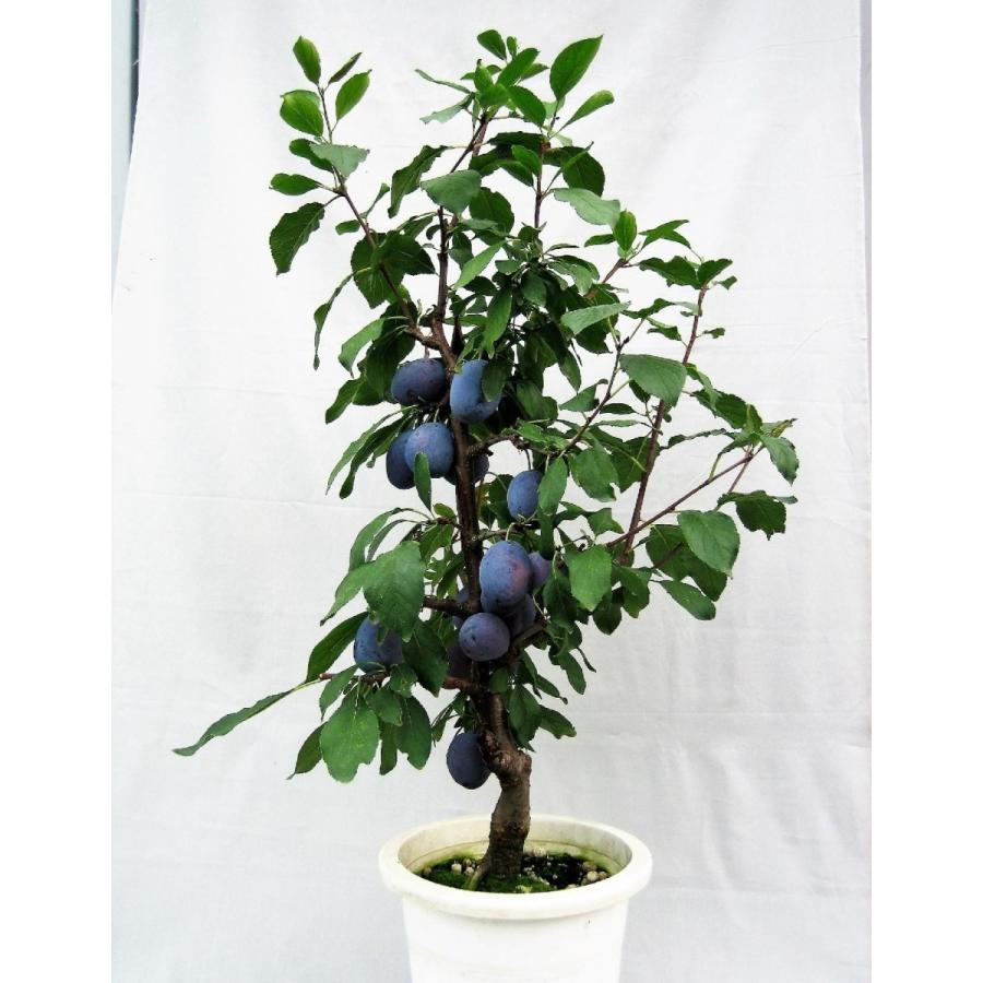 産直 育てて 食べる プルーンの鉢植え 特ａ バスケット付き ギフト お中元 贈り物 父の日 送料無料 ホクエーハッピーワンゴルフ H70 006 ハッピーワン 通販 Yahoo ショッピング