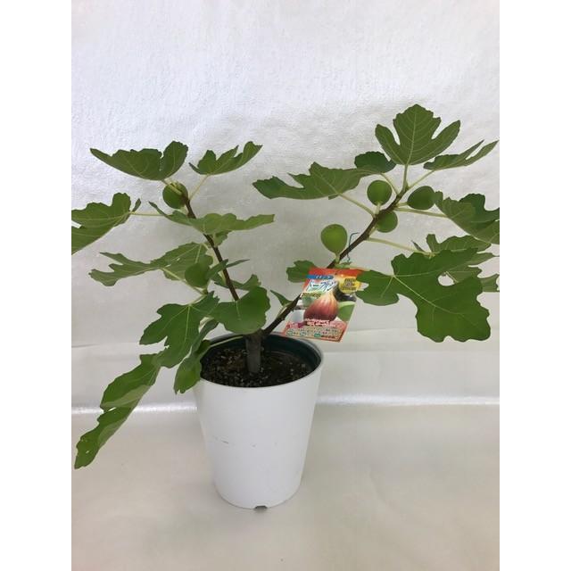 産直 いちじくの鉢植え ドーフィン 赤いちじく 特ａ 1鉢1個口毎に送料かかります 鉢皿付き ギフト お中元 贈り物 美容 健康 H70 ハッピーワン 通販 Yahoo ショッピング
