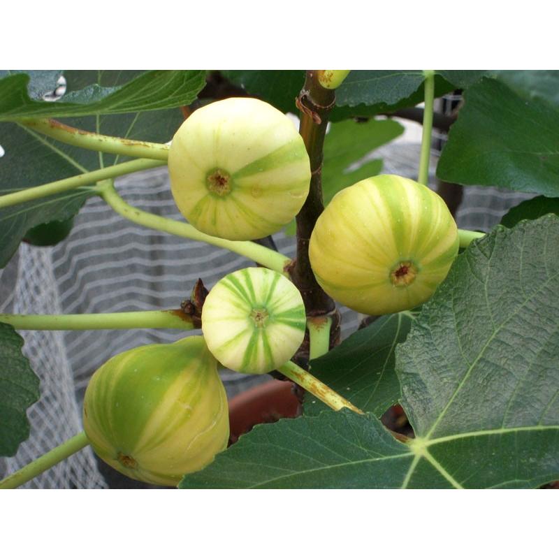 産直 いちじくの鉢植え ゼブラスイート 縞いちじく 特ａ 1鉢1個口毎に送料かかります 鉢皿付き ギフト お中元 贈り物の日 美容 健康 H70 ハッピーワン 通販 Yahoo ショッピング
