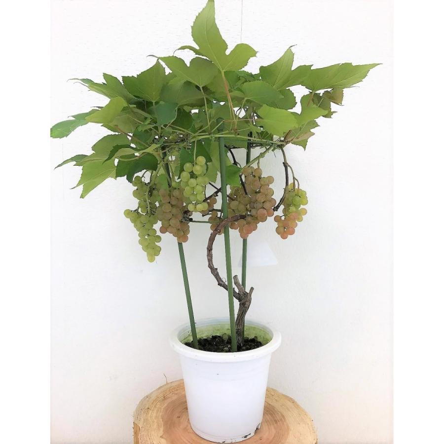 デラウェア 鉢植え ベランダで鉢植えのブドウ デラウエア を育てています 緑のしずく ベランダガーデン便り